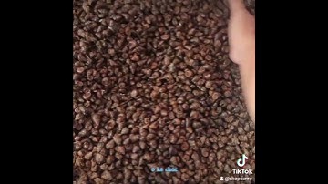 Hướng dẫn ủ thính câu trắm đen