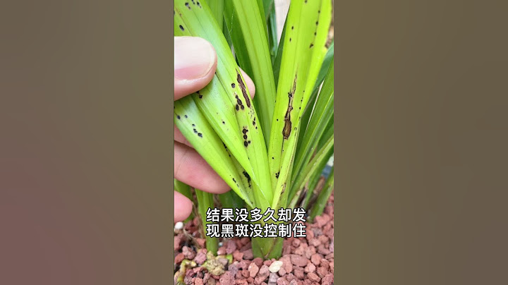 兰花叶片干尖黑斑用一招轻松解决 2 - 天天要闻