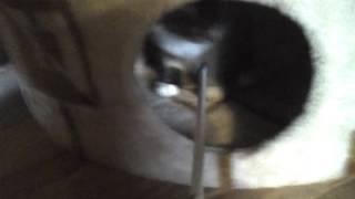 Кошачья когтеточка Кошачья когтеточка