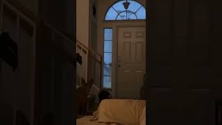 Shadow Figure Melts Into Thin Air
#chills #scary #creepy #creepyFootage #hauntingVisuals #shadowFigures #paranormalMysteries #horrorClip #eerieSights #nightmareFuel #chillingEncounters
Source: _doyoubelieve_2/TikTok Shadow Figure Melts Into Thin Air