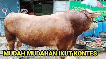 PERSIAPAN KONTES APPSI 2023 MUDAH MUDAHAN SAPI GOMO IKUTI SERTA DI KELAS KONTESNYA.