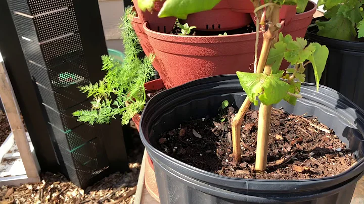 A Tour of Cheryls Organic Food Forest April 27, 2018