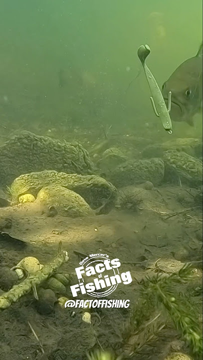 Drop Shot Hook Set! #shorts