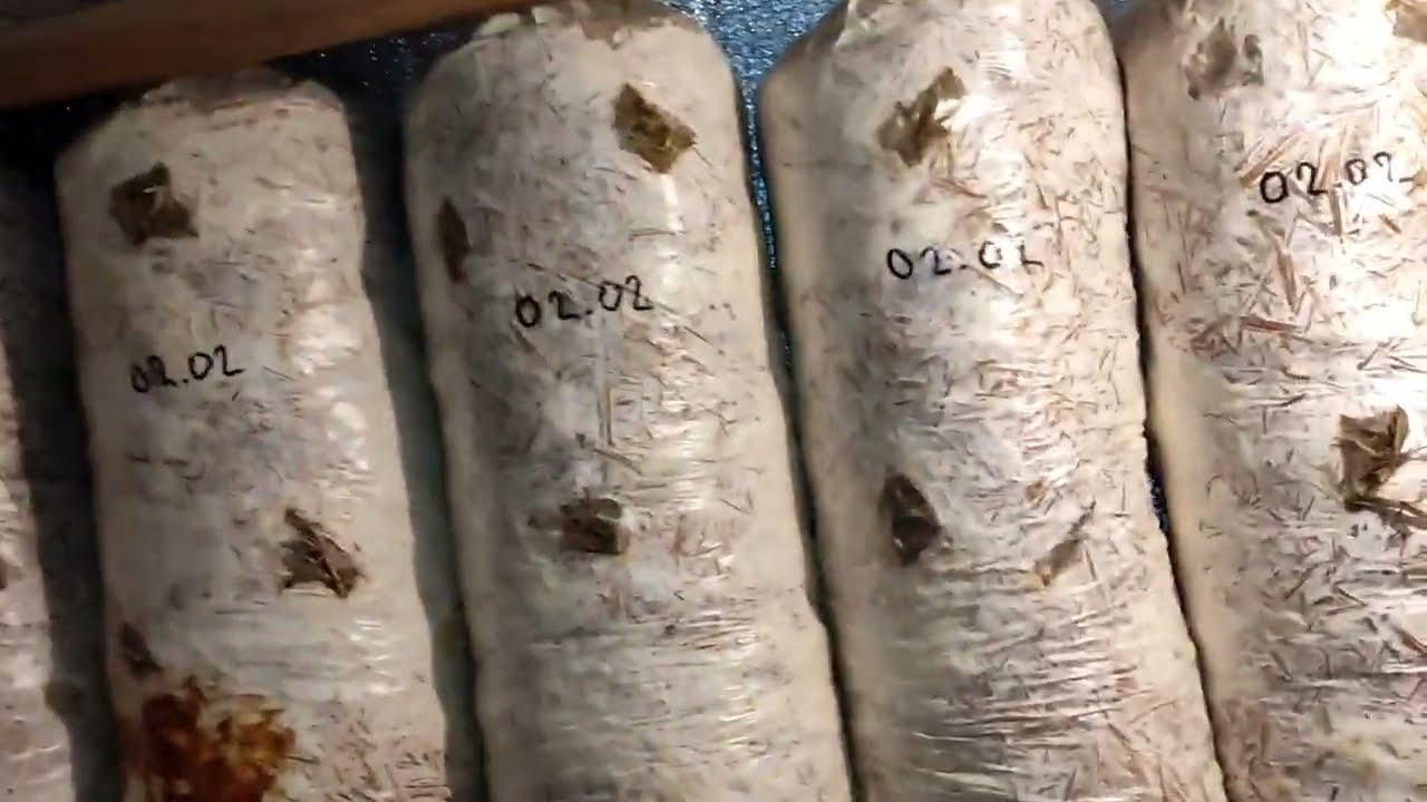 Температурный шок, стимуляция формирования примордий вешенка