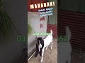 Cattle rooffarm viral maharani mashaallah viralreels delfoodcattle