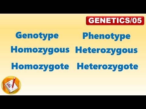 Video: Prečo je homozygot dôležitý?