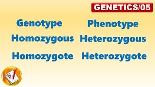 Genotype, Phenotype, Homozygous, Heterozygous, Homozygote, Heterozygote (FL-Genetics/05)