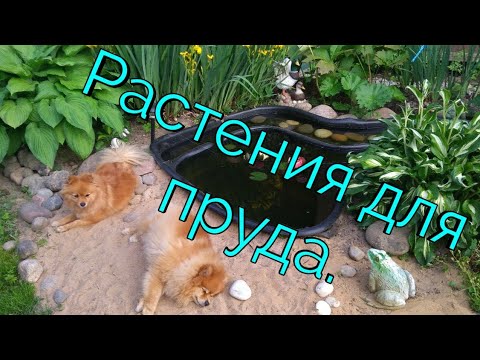 Растения для оформления пруда