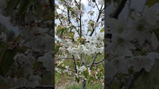 Kiraz Ağacı Çiçek Açtı! 🌸