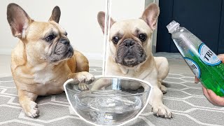 My Dogs Try Sparkling Water for the First Time!