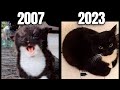 Maxwell the cat evolution