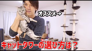 多頭飼い時キャットタワーの選び方とオススメまとめ