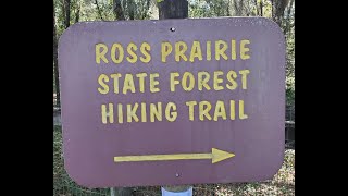 Hiking Holly Hammock | Ross Prairie State Forest