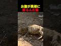 お腹が異様に膨らんだ猫 #動物 #ペット #かわいい #癒し #animals #猫