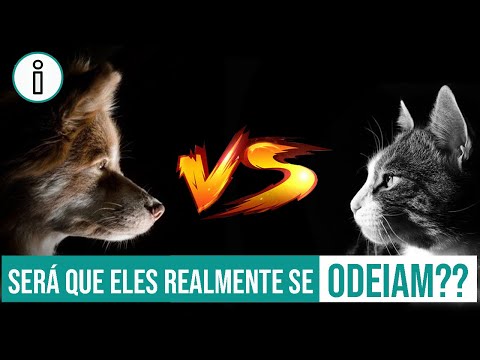 Vídeo: Por Que Os Cachorros Não Gostam De Gatos