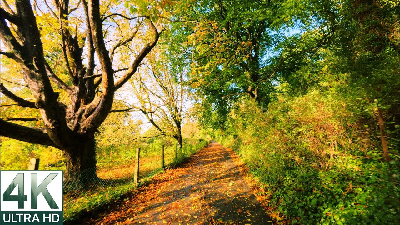 Autumn Walk in Nature | Windy Forest Ambience from Swiss Cottage to Cahir Castle | 4K No Talking