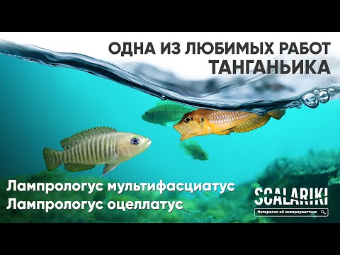 Ракушковые. Одна из моих любимых работ. Лампрологус Мультифасциатус и Лампрологус Оцеллатус