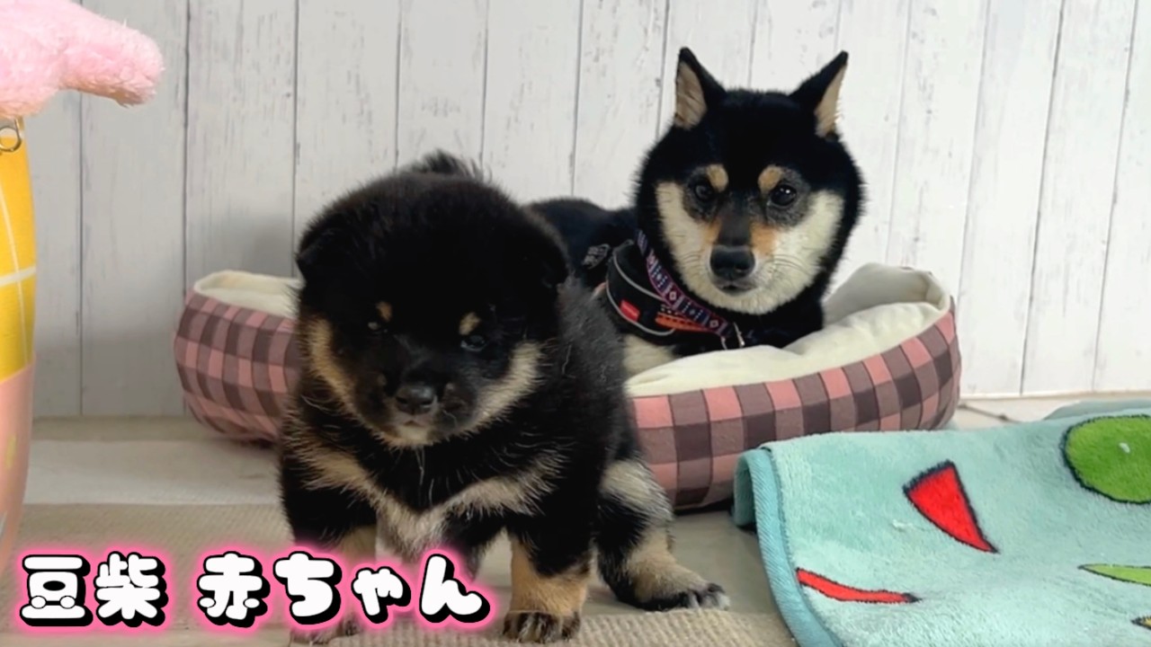 まめしば 豆柴犬】お姫様親子の不思議な関係性…？癒しで可愛すぎる寝落ち