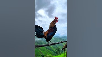 Tiếng gà rừng GÁY CHUẨN NHẤT 2025 #tiếnggàrừng #chicken #garung #suabqaibqus