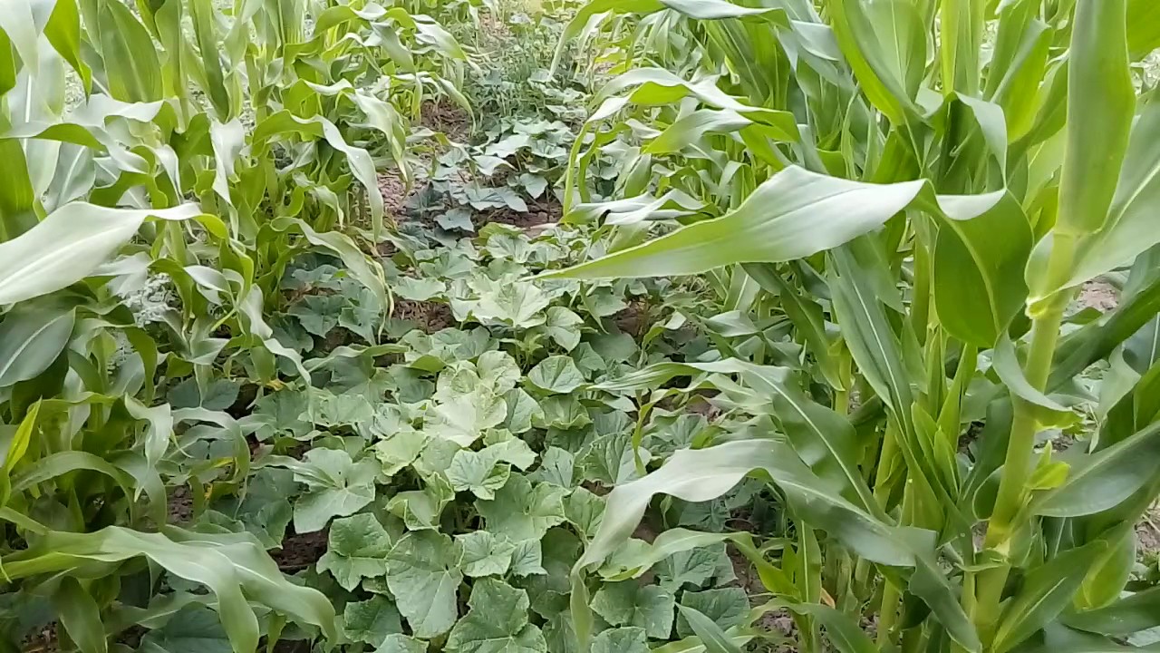 Как посадить кукурузу в огороде в открытый. Кукуруза на грядке. Кукуруза в огуречной грядке. Кукуруза с огурцами на одной грядке. Сорняки в кукурузе.