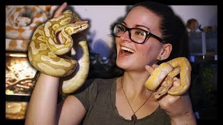 Celebrity HATCHLING VS ADULT : BALL PYTHONS (Which is better to buy?) Profile