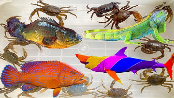 Kem Ốc Chanel ra đồng câu con cua gặp cá mập cắn cá rô đồng, kì nhông, rồng nam mĩ, cá nheo