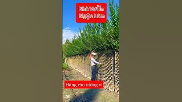 Hàng rào tường vi về cho các bác đã đặt hàng trước đây ạ, em nó siêu đẹp luôn #nhavuonngoclam