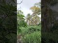 Gentle Rain Sounds 🌧️ #ambience #relaxing #rain #rainsounds #rainambience #nature