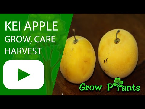 Kei apple - grow, care & harvest (Dovyalis caffra)