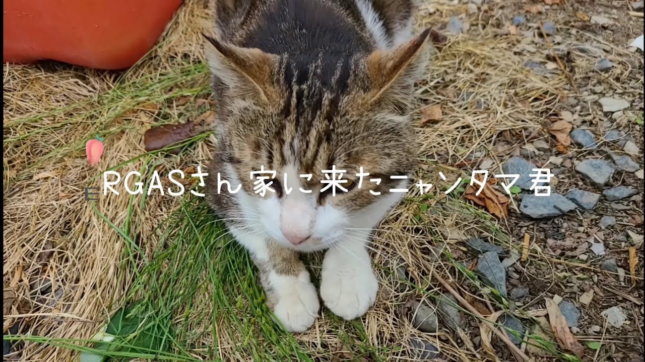 猫動画 猫 Cat ニャンタマ君 Ergasさん家に来たニャンタマ君 ヘッドスパニャ Youtube