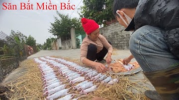 Bẫy chuột đồng theo đường mòn dính quá nhiều chuột @LivingLife34k