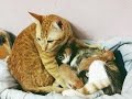 Father Cat Supports Mom Cat Giving Birth, Wins Everyone’s Hearts