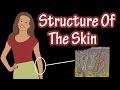 Structure Of The Skin - Layers Of Skin - Types Of Skin - Types Of Skin Cells - Integumentary System