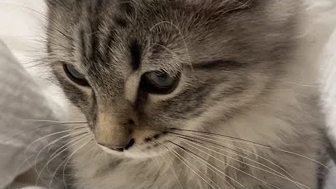 Video 8166221: silver siberian forest kitten, beautiful silver siberian forest, post