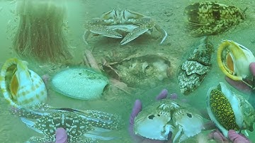 Lặn Biển Ngày Cuối Tại Vùng Biển LaGi_Chĩa Mực Nang Bắt Bạch Tuộc Ốc Ghẹ Các Loại P35