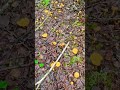 лисички))