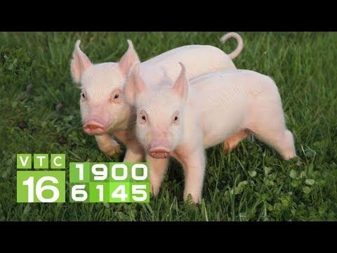 Tiêu Chảy Cấp Là Gì - Sai lầm lớn khiến lợn con bị tiêu chảy | VTC16