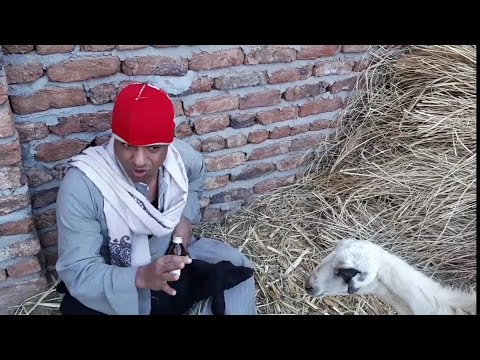 الحاج الضوي حرامي برسيم شبع ضرب