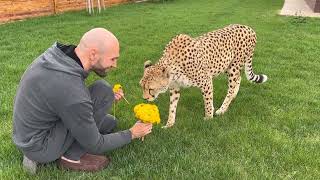 Sasha made Gerda an ornament with his own hands! How to make a dandelion wreath for a cheetah