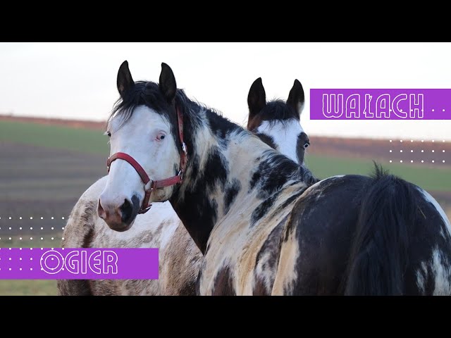 Ogier i wałach paint horse. Stallion and gelding interaction   YouTube