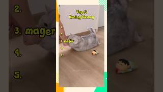 kucing gemoy #top5 #fyp #catlover #laugh #justforfun
