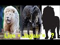 Top 6 Animals Hybrid You Don&#39;t Know