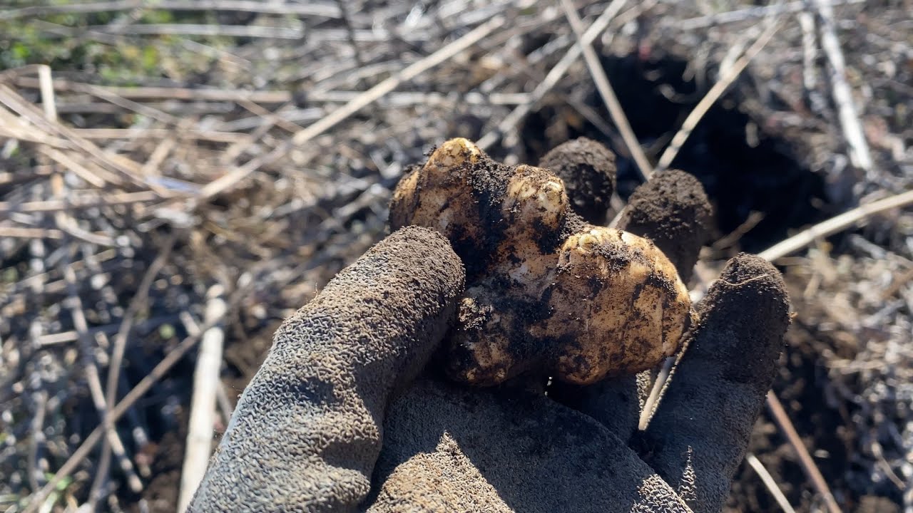Jerusalem artichoke in frozen soil] - YouTube
