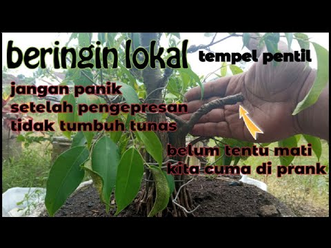 Video: Mengapakah ficus Benjamin menggugurkan daunnya?