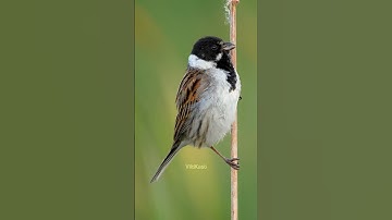 Bird Reed Bunting #Nature #Bird #wildlife #Reed #Bunting #beautiful #Songbird #VildKast HA72097
