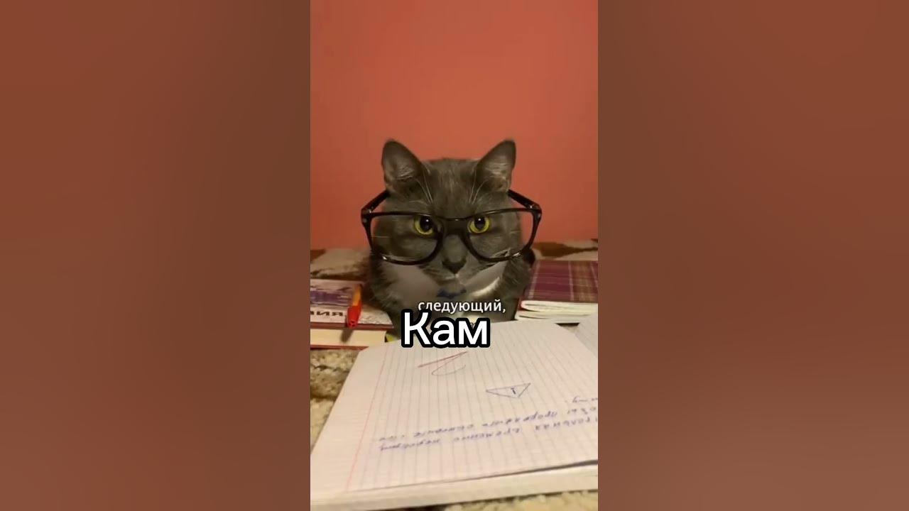 котята школьники. котики в школе новые. если бы котики ходили в школу. зверьки в школе. котики в школе новые.