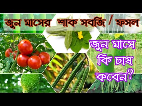 ভিডিও: জুন মাসে সবুজ ফসল