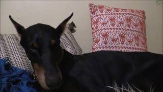 Gila Monster Nearly Killed My Doberman -- How Can You Keep Your Dogs Safe? (Full Story)