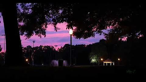 Summer Night: Fireflies