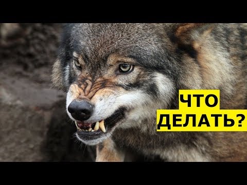 Что делать при встрече с волком в лесу?